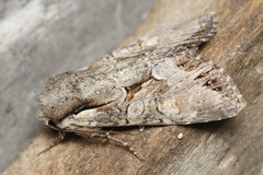 Lacanobia w-latinum