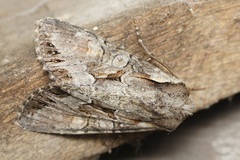 Lacanobia w-latinum