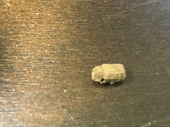 Bolitotherus cornutus