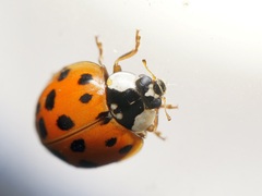 Harmonia axyridis