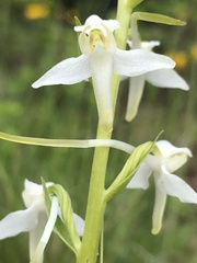 Platanthera muelleri