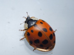 Harmonia axyridis