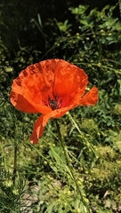 Papaver rhoeas