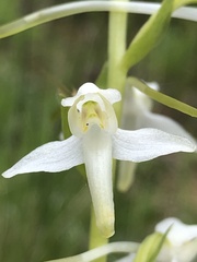 Platanthera muelleri