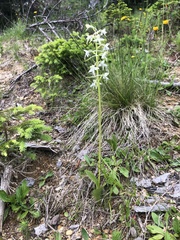 Platanthera muelleri