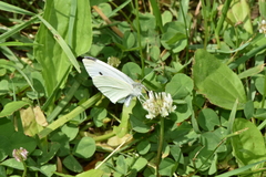 Pieris rapae