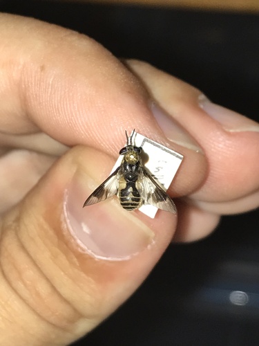 Beautiful Deer Fly photo 6