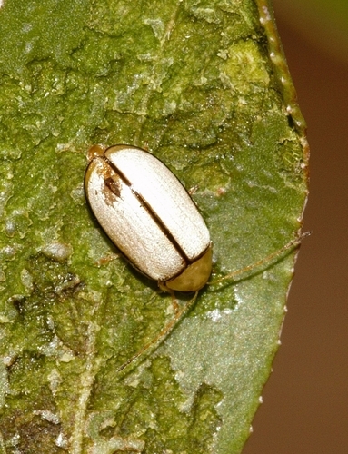 Photo of Ivory Leaf Beetle (Panafrolepta dahlmani)