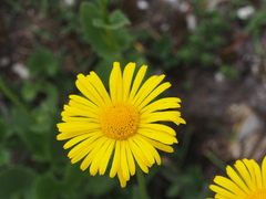Doronicum columnae