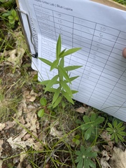 Linaceae