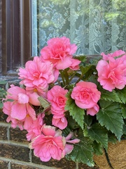 Begonia × tuberhybrida
