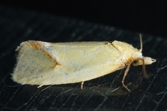Agapeta