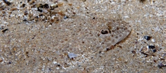 Platycephalidae