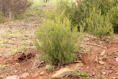 Acacia rupicola