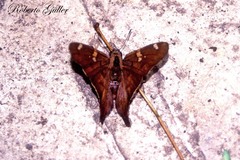 Ectomis octomaculata