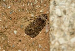 Agonopterix capreolella