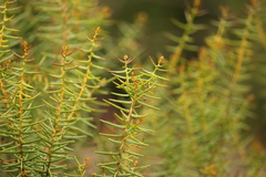Acacia rupicola