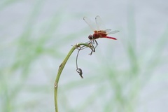Urothemis signata yiei