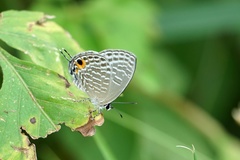 Jamides alecto dromicus