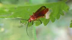 Rhagonycha fulva