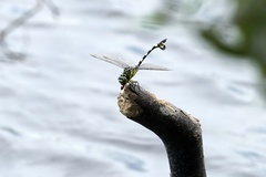 Sinictinogomphus clavatus