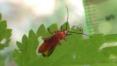 Rhagonycha fulva