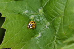 Harmonia axyridis