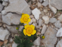 Ranunculus montanus