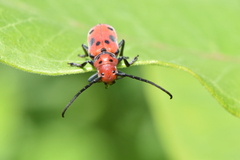 Tetraopes tetrophthalmus