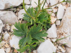 Ranunculus montanus