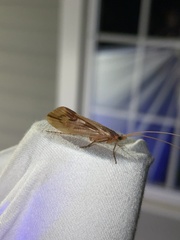 Platycentropus radiatus