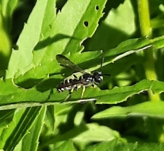 Cerceris nigrescens