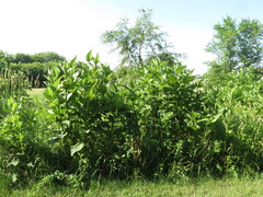 Silphium perfoliatum
