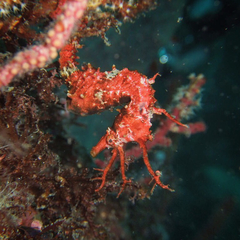 Hippocampus sindonis