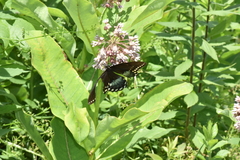 Papilio troilus