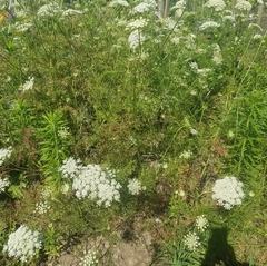Daucus carota sativus