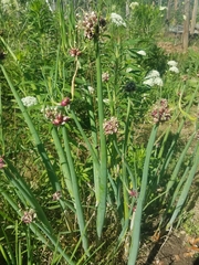 Allium proliferum