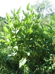 Silphium perfoliatum