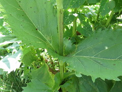 Silphium perfoliatum