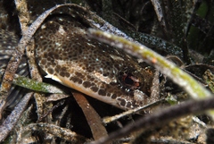 Platycephalus laevigatus