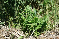 Sium latifolium