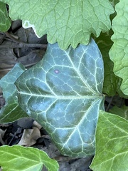 Hedera rhizomatifera