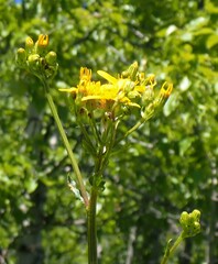 Senecio hydrophiloides