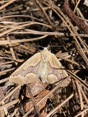 Sabulodes edwardsata