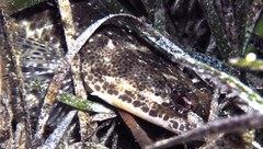 Platycephalus laevigatus