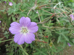 Geranium pulchrum