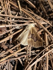 Sabulodes edwardsata