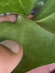 Hedera rhizomatifera