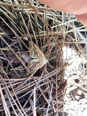 Sabulodes edwardsata