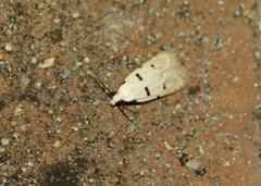 Stibaromacha ratella